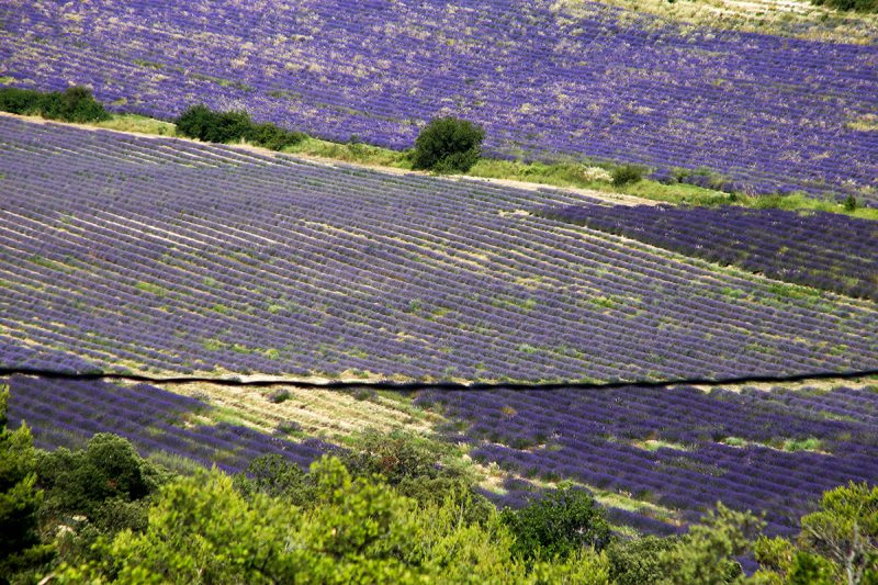 CAMPI-DI-LAVANDA-(PROVENZA-2015) Fotografia della Fotografa Luciana Trappolino per fine Aptitude sezione Fotografia