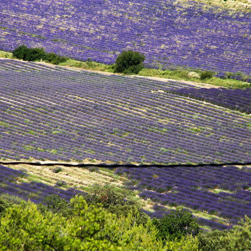 CAMPI-DI-LAVANDA-(PROVENZA-2015) Fotografia della Fotografa Luciana Trappolino per fine Aptitude sezione Fotografia