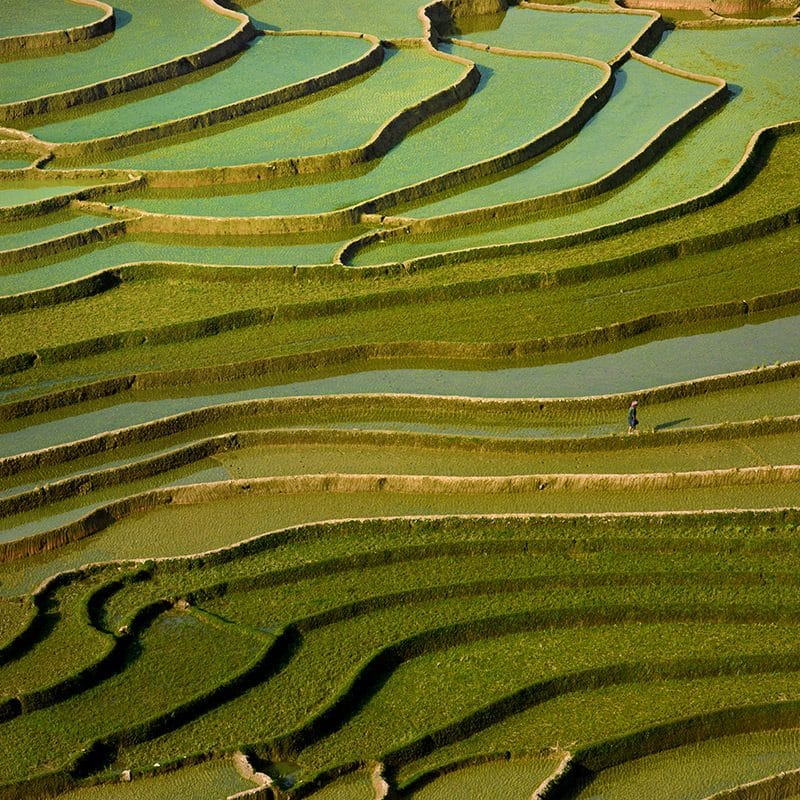 RISAIE-(VIETNAM,-2019) Fotografia dai toni del verde della Fotografa Luciana Trappolino per Fine Aptitude sezione fotografia