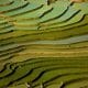 RISAIE-(VIETNAM,-2019) Fotografia dai toni del verde della Fotografa Luciana Trappolino per Fine Aptitude sezione fotografia