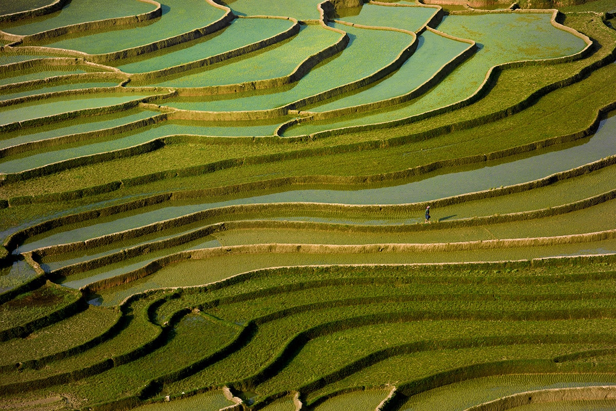 RISAIE-(VIETNAM,-2019) Fotografia dai toni del verde della Fotografa Luciana Trappolino per Fine Aptitude sezione fotografia